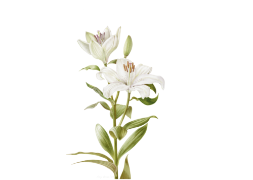 White Lily 2019