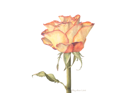 Rosa hybrida 'Catch' 2019