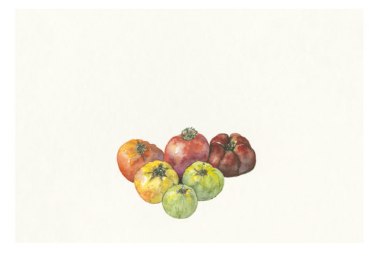 Tomates de Provence, Clement, 2021