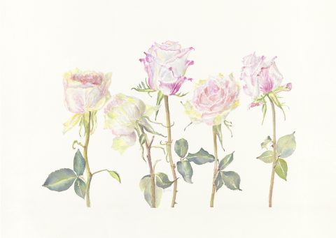 5 roses, 2024