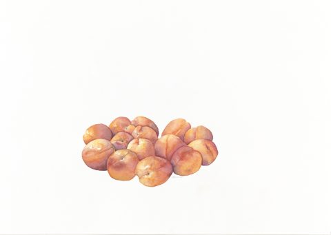abricots, 2025