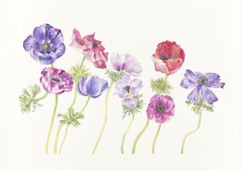 anemones, 2024