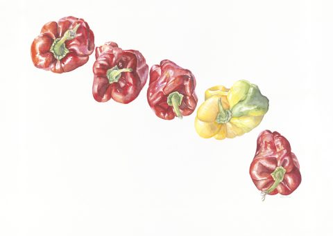 cancan des poivrons, 2025