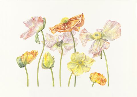 coquelicots 1, 2024
