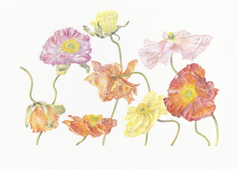 coquelicots 2, 2025