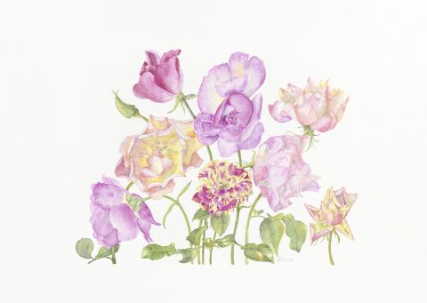dernieres roses de mon jardin, 2025