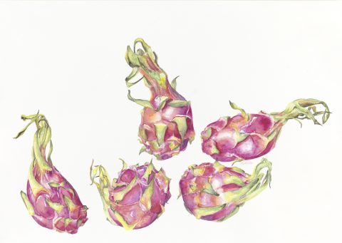 dragon fruit, 2026
