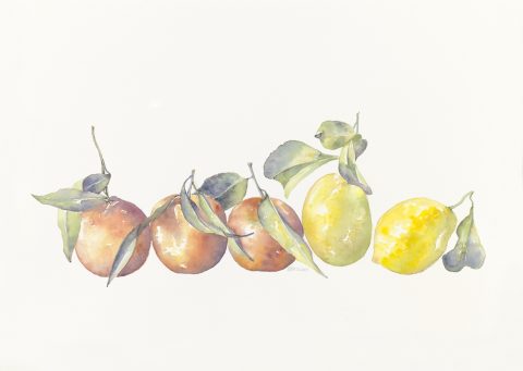 oranges et citrons, 2025