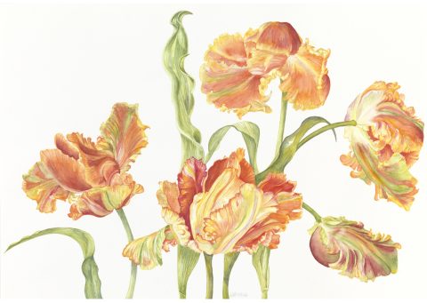 parrot tulips, Arles, 2026