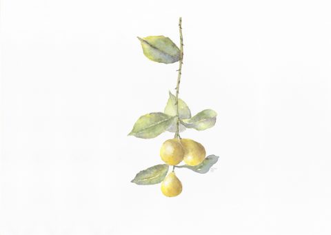 petite branche de citronnier, 2025