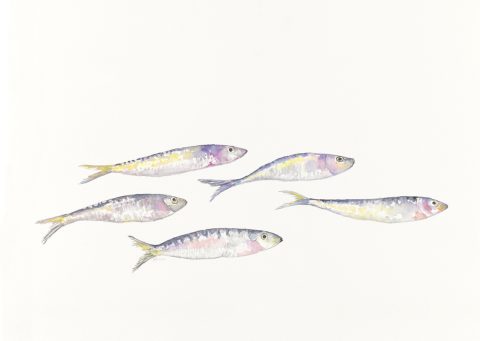 sardines, 2024