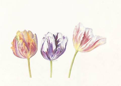 tulipes, 2024